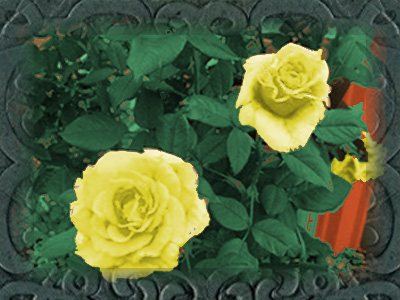 Yellow rose retouched